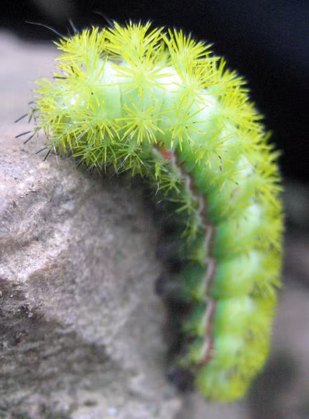 Lông gai trên lưng sâu bướm Lo Moth sẽ khiến người bị đốt cảm thấy cực kỳ đau đớn.