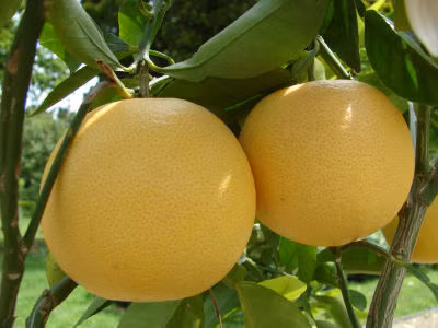 Bưởi: Bưởi cũng là lựa chọn hàng đầu để bổ sung vitamin C. Bưởi được nhiều người lựa chọn nhiều hơn cam vì quả to, múi nhiều, dễ ăn và vỏ bưởi còn có thể dùng để gội đầu, đánh giày nữa...