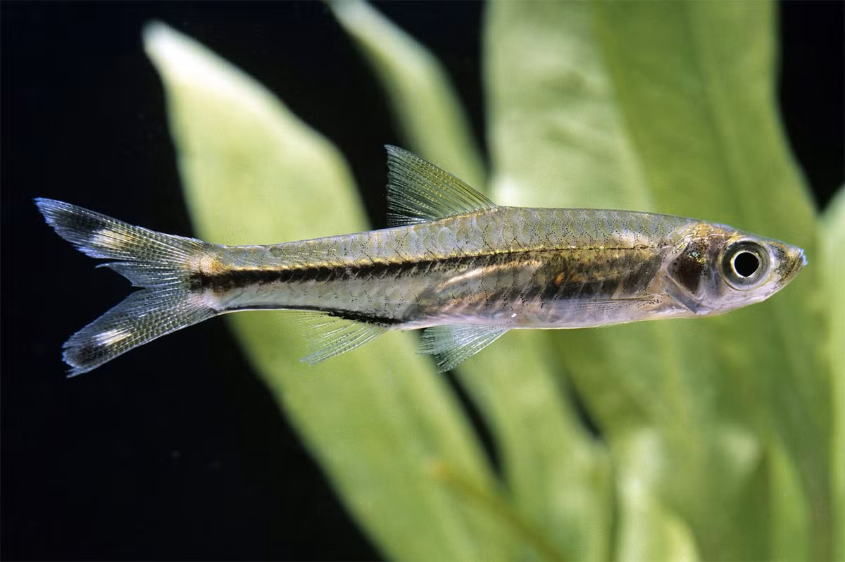 Cá lòng tong đuôi kéo (Rasbora trilineata). Kích thước: Dài 15 cm. Khu vực phân bố: Campuchia, Lào, Malaysia, Thái Lan.