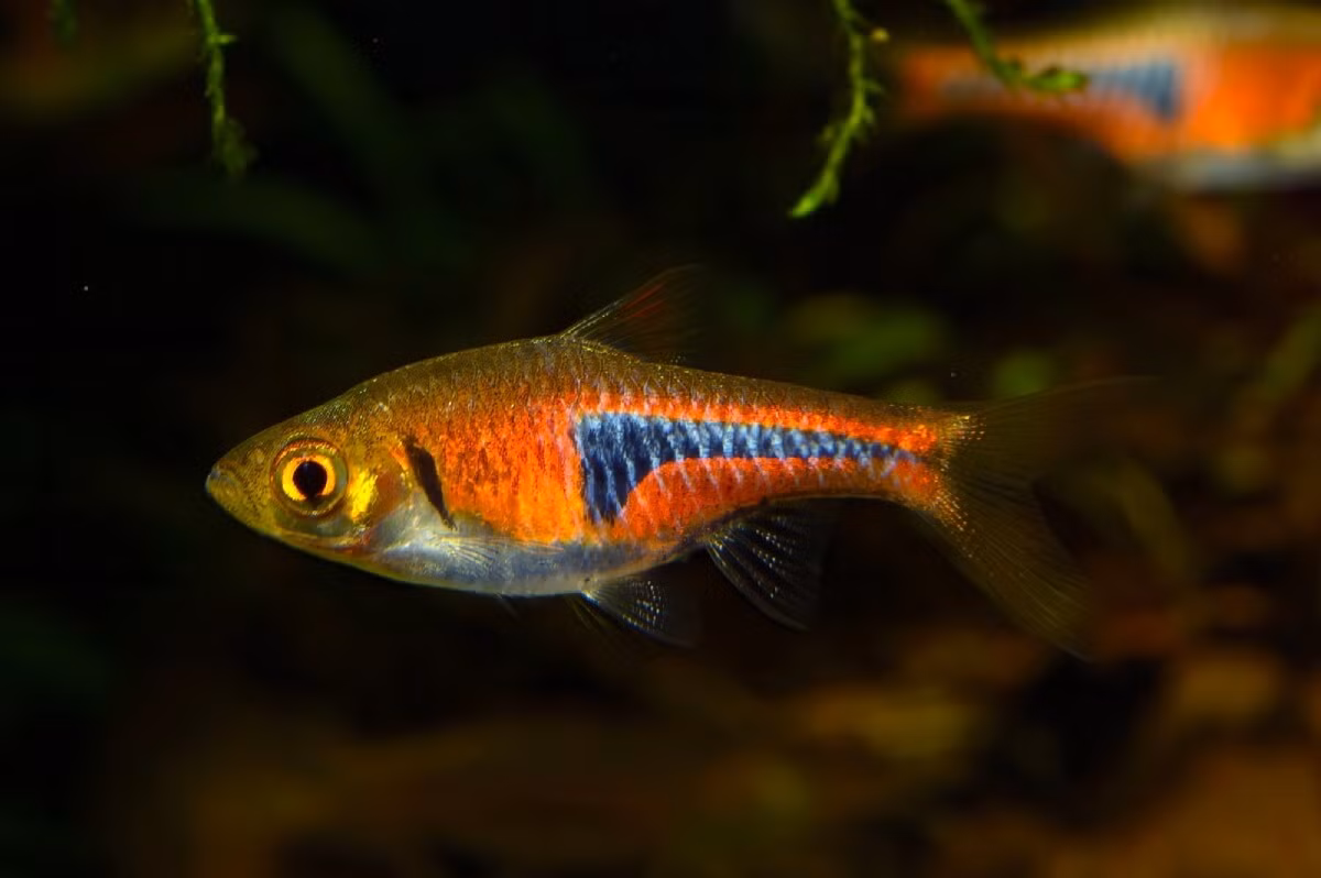  Cá lòng tong tam giác (Trigonostigma espei). Kích thước: Dài 3 cm. Khu vực phân bố: Campuchia, Thái Lan, đảo Phú Quốc của Việt Nam.