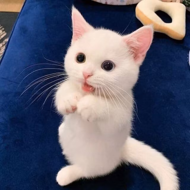  Mèo già lại thua gan chuột nhắt: Ý nói người lớn tuổi thì không còn bạo gan như kẻ thanh niên.