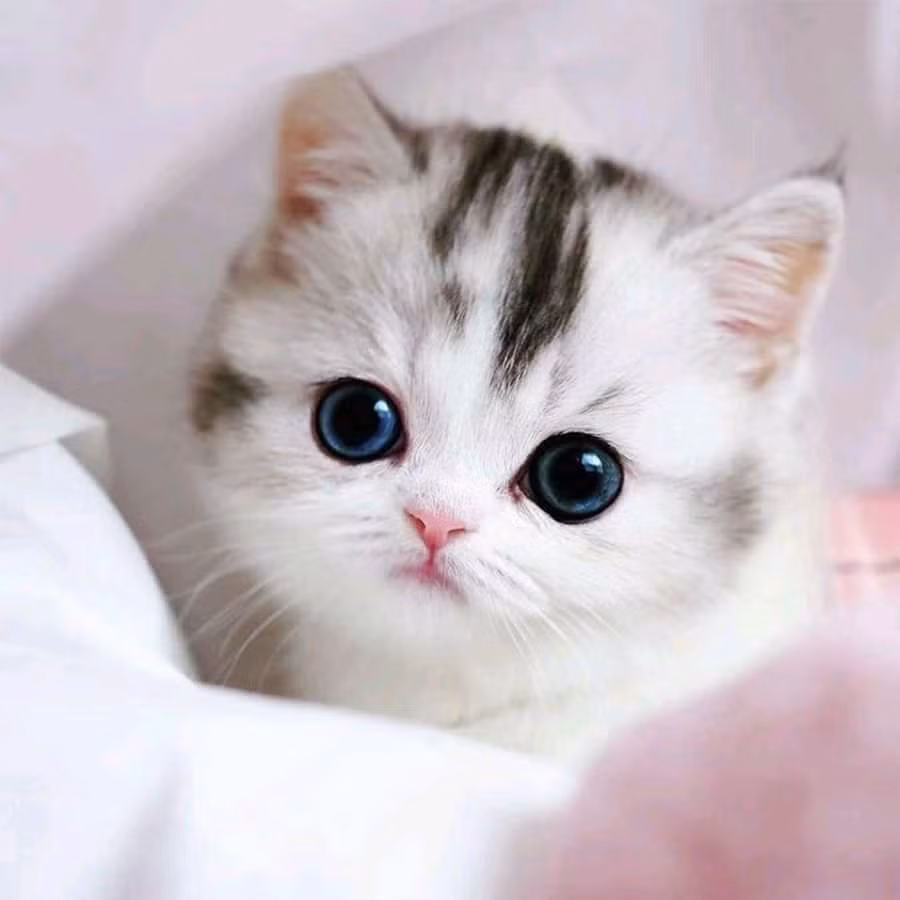  Mèo mù vớ cá rán: Vận may bất ngờ đến với kẻ nghèo hèn đang túng quẫn.