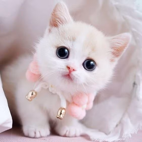  Chó chê mèo lắm lông: Phê phán người khác mà không nhận ra mình cũng đầy lỗi lầm.