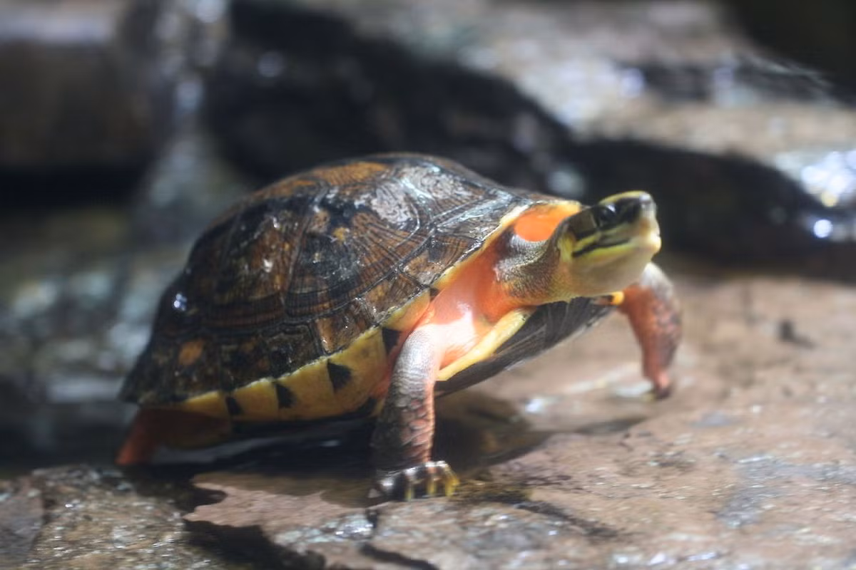  Rùa hộp ba vạch, còn gọi là rùa vàng (Cuora trifasciata). Họ: Rùa đầm (Geoemydidae). Kích thước: Dài 25 cm. Khu vực phân bố: Cao Bằng, Bắc Kạn, Lạng Sơn, núi Tam Đảo, núi Yên Tử, Thanh Hoá, Nghệ An, Hà Tĩnh, Quảng Trị, Quảng Nam, Kon Tum, Gia Lai. Tình trạng: Cực kỳ nguy cấp (Sách Đỏ IUCN). Ảnh: JungleDragon.