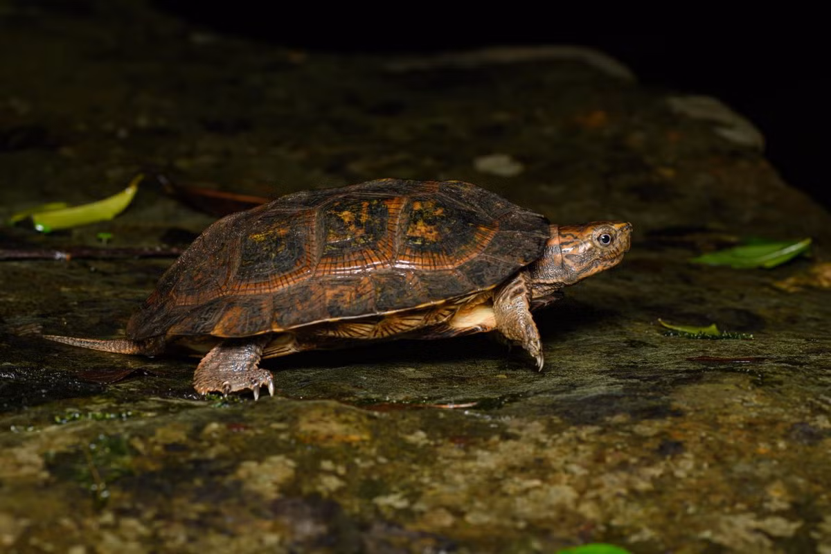  Rùa đất Sêpôn (Cyclemys tcheponensis). Họ: Rùa đầm (Geoemydidae). Kích thước: Dài 22 cm. Khu vực phân bố: Lai Châu (Chà Cang), Hoà Bình (Mai Châu), Hà Tĩnh (Vũ Quang), Quảng Trị, Gia Lai (Sơklang), Đồng Nai (VQG Cát Tiên). Tình trạng: Chưa được đánh giá (Sách Đỏ IUCN). Ảnh: Thai National Parks.
