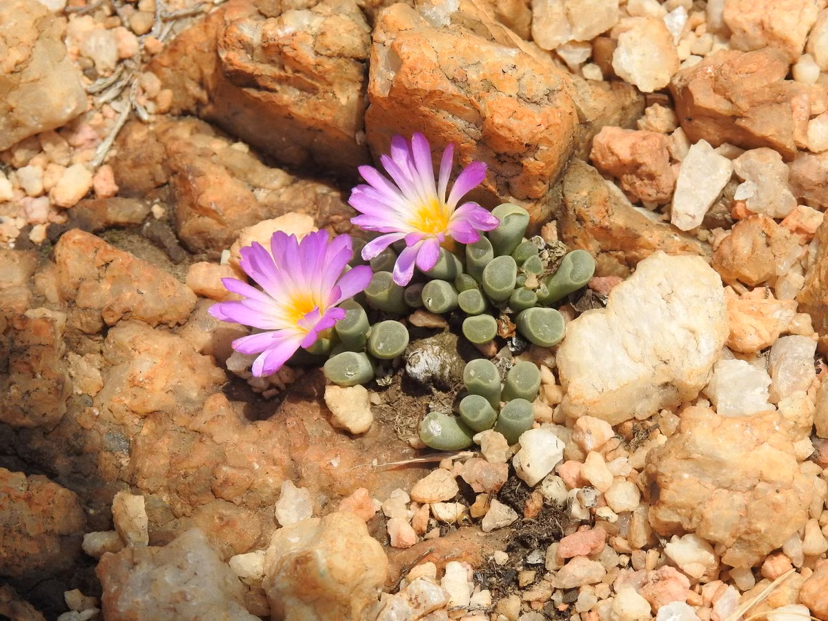 Chân voi (Frithia pulchra) cao 1 cm, mọc trên đất trống ở vùng ôn đới Nam Phi. Lá của loài cây này có hình trụ, mặt trên phẳng dẹt như mặt bàn chân của những con voi.