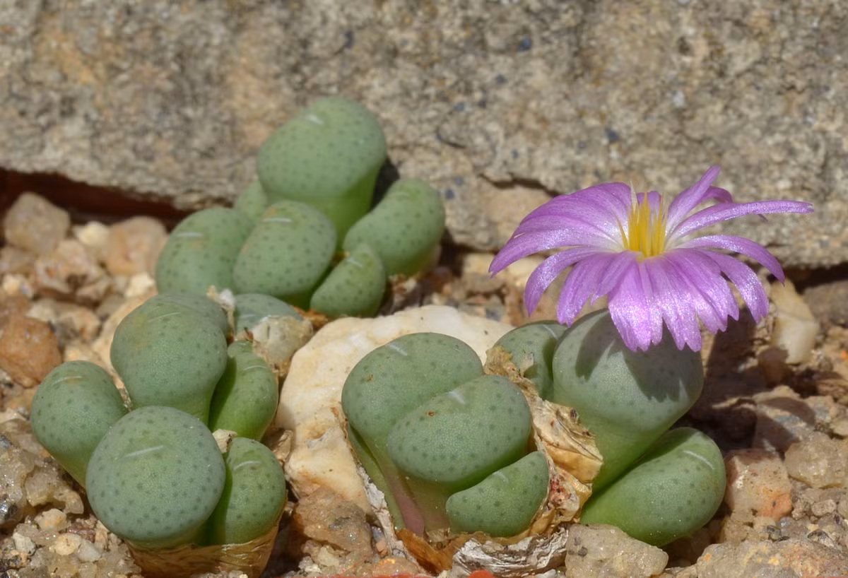 Bánh bao nhỏ (Conophytum minutum) cao 1 cm, phân bố ở vùng bán hoang mạc Nam Phi. Lá của chúng có hình dáng tròn trịa như những chiếc bánh.