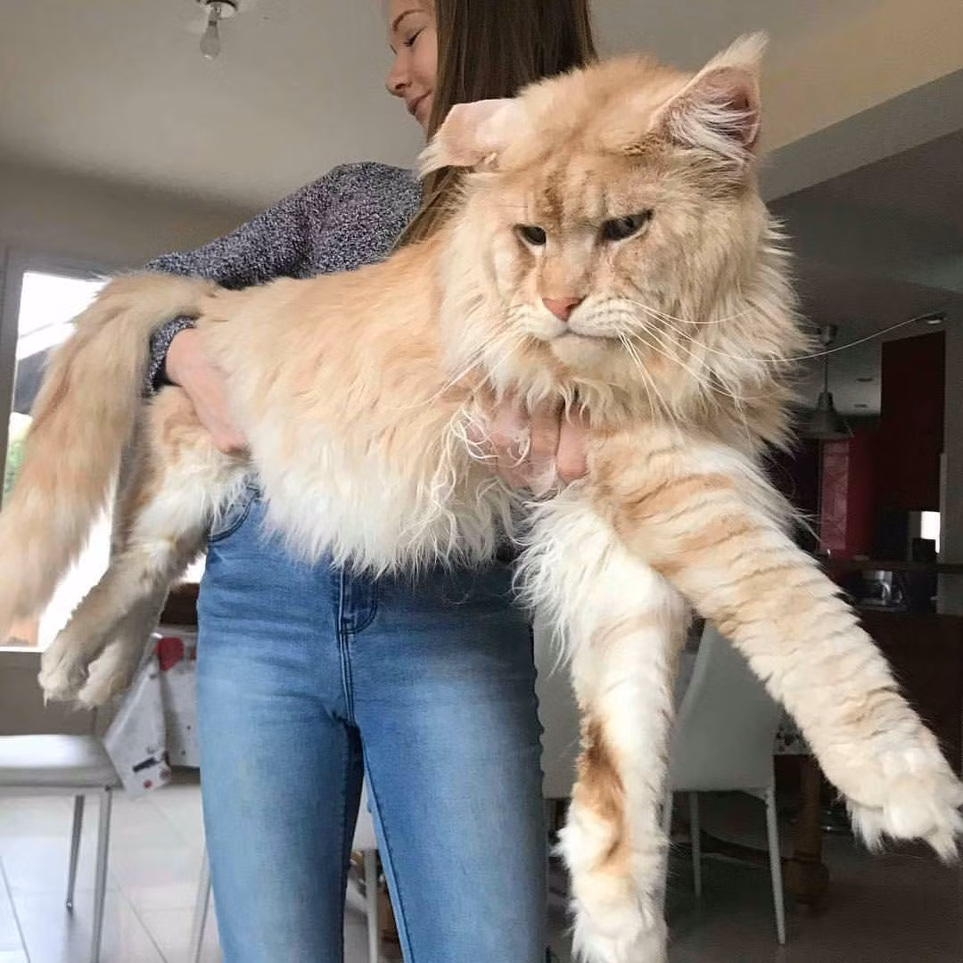 6. Giống mèo nhà lớn nhất là mèo Maine Coon. Cân nặng trung bình của mèo đực trưởng thành thuộc giống này là 6-8 kg, mèo cái 4-6 kg.