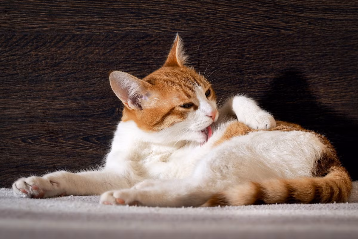 Mèo mướp vá (patched tabby) là kiểu mèo chỉ mang một hoặc nhiều mảng lông "mướp" – có thể thuộc tất cả các dạng mướp đã nhắc đến – xen lẫn màu lông khác, thường là trắng. Trán của chúng vẫn có chữ “M” đặc trưng của mèo mướp. Ảnh: Catwatch Newsletter.