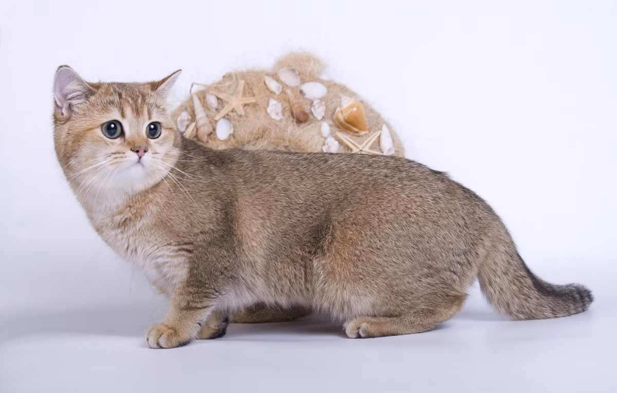 Mèo mướp dấu (ticked tabby) không có hoa văn rõ ràng trên lông. Bộ lông của chúng trông giống như muối tiêu hoặc cát. Ảnh: Wallpaper Flare.
