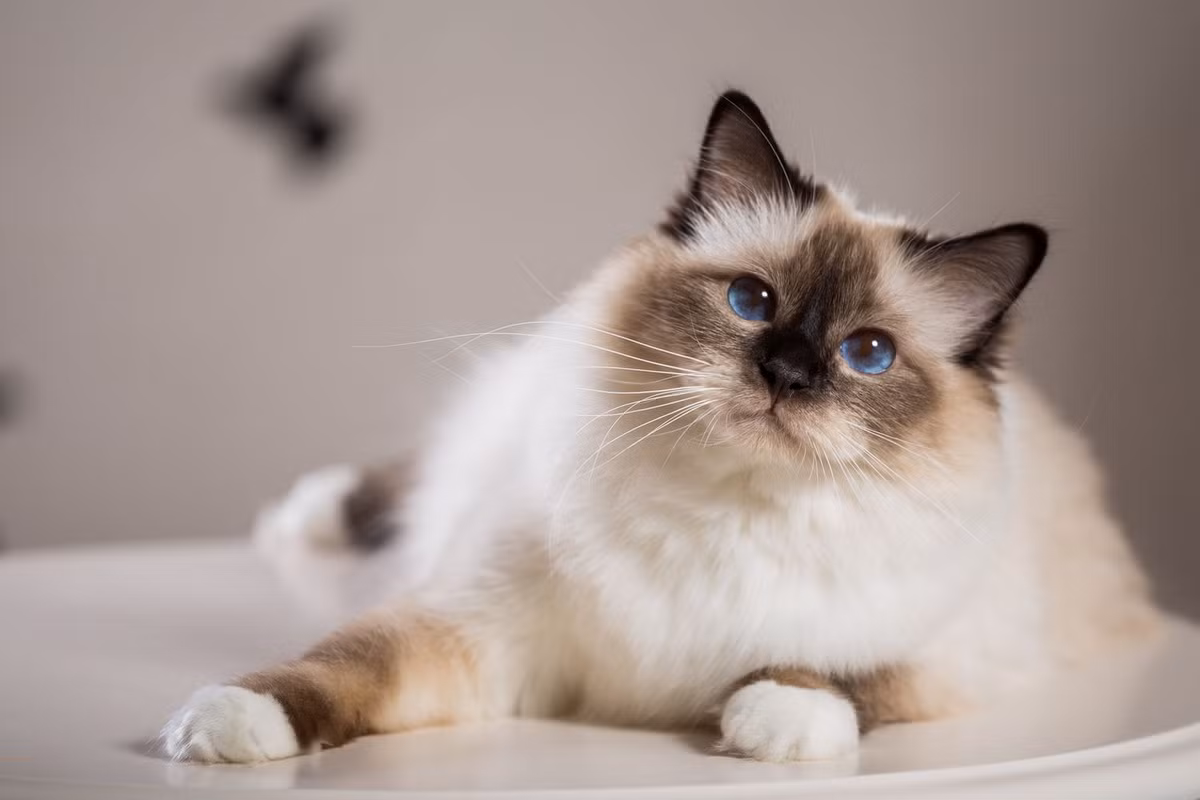 Mèo Birman, còn được gọi là “Mèo thiêng của Miến Điện”, là giống mèo có bộ lông dài mượt màu sáng, bốn chân và đuôi nâu sậm, mắt xanh, có “găng tay” hoặc “vớ” màu trắng. “Birmanie” nghĩa là “Miến Điện” trong tiếng Pháp.