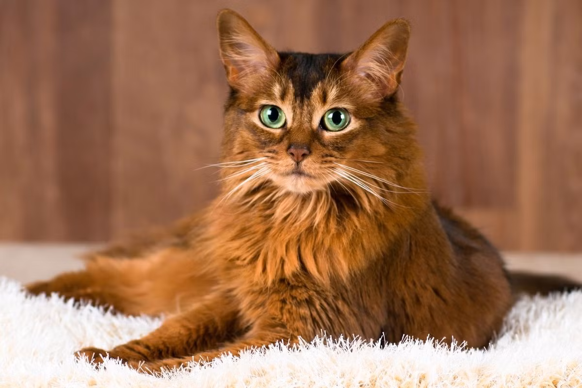 Mèo Somali là một giống mèo châu Phi lông dài, một sản phẩm đột biến gen lặn ở giống mèo Abyssinian. Chúng được cho là có nguồn gốc từ Somali.