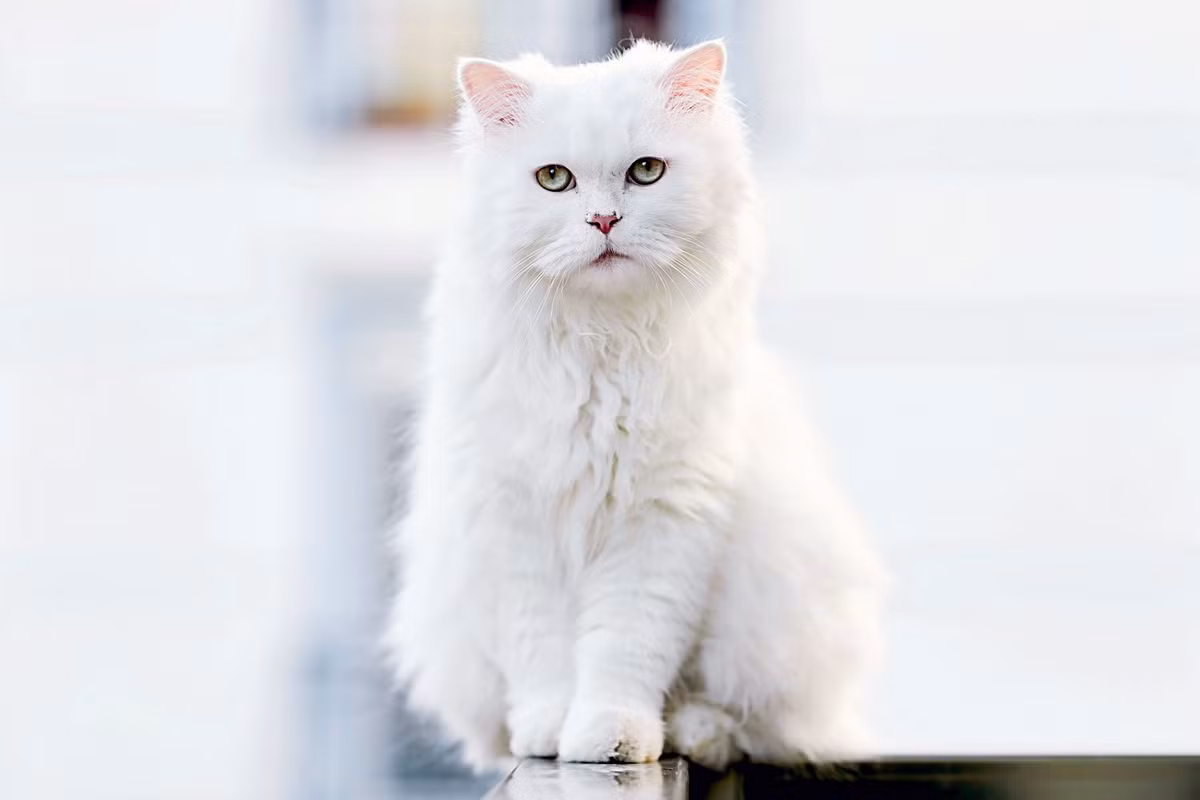 Angora Thổ Nhĩ Kỳ (Turkish Angora) là một trong những giống mèo cổ xưa, có nguồn gốc ở miền trung Thổ Nhĩ Kỳ. Chúng được ghi nhận trong sử sách từ thế kỷ 17 và được cho là nguồn gốc của nhiều giống mèo trắng lông dài xuất hiện sau này.