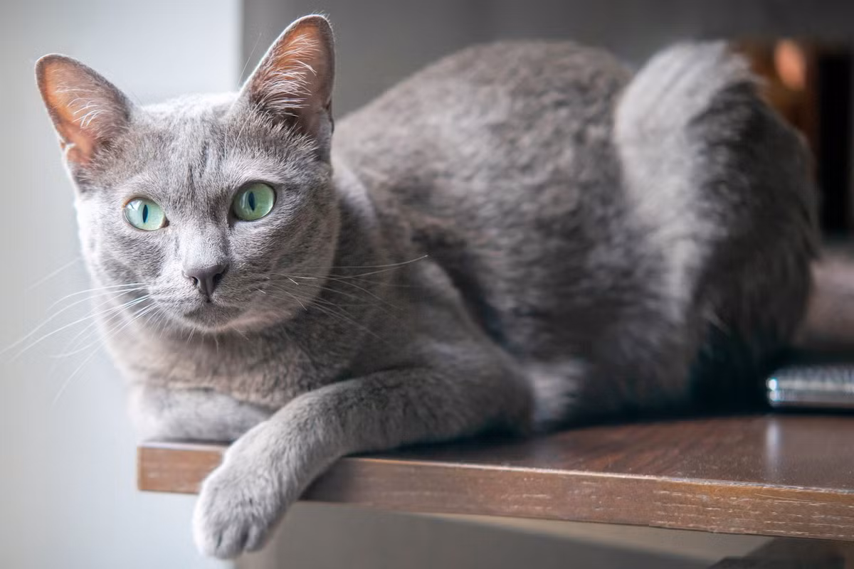 Mèo Korat là một giống mèo nhà lông ngắn, màu xám, có thân hình từ nhỏ đến trung bình. Tỷ lệ mỡ cơ thể thấp khiến cơ thể của chúng nặng bất thường so với vẻ bên ngoài.