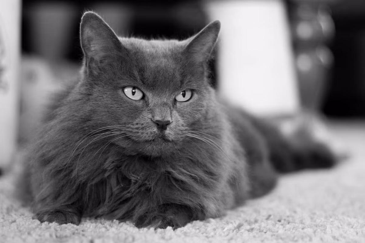 Nebelung là một giống mèo có thân hình dài, đôi mắt to màu xanh lá cây, bộ lông dài và rậm và tính tình ôn hòa.