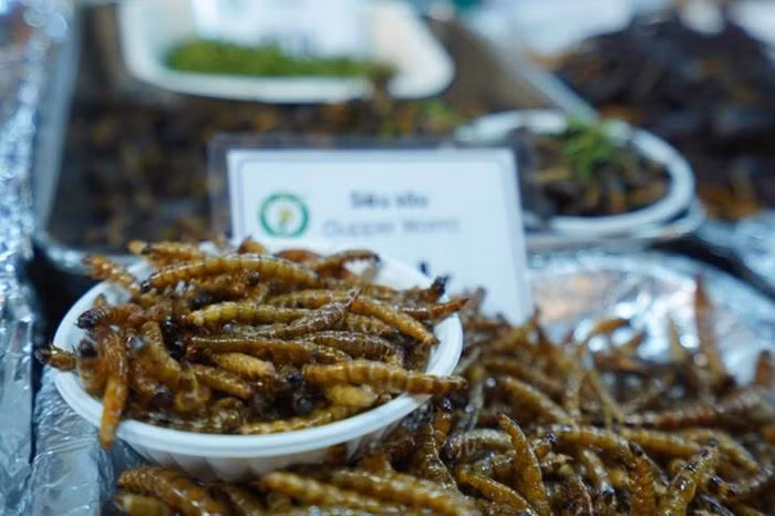 Những con sâu chít có màu trắng sữa, căng mọng, là đặc sản nổi tiếng có thể chế biến được nhiều món khác nhau. Ra khỏi đọt cây, những con sâu này được thả ngay vào chậu đựng rượu pha loãng để không bị biến chất và giúp sâu nhả hết chất bẩn