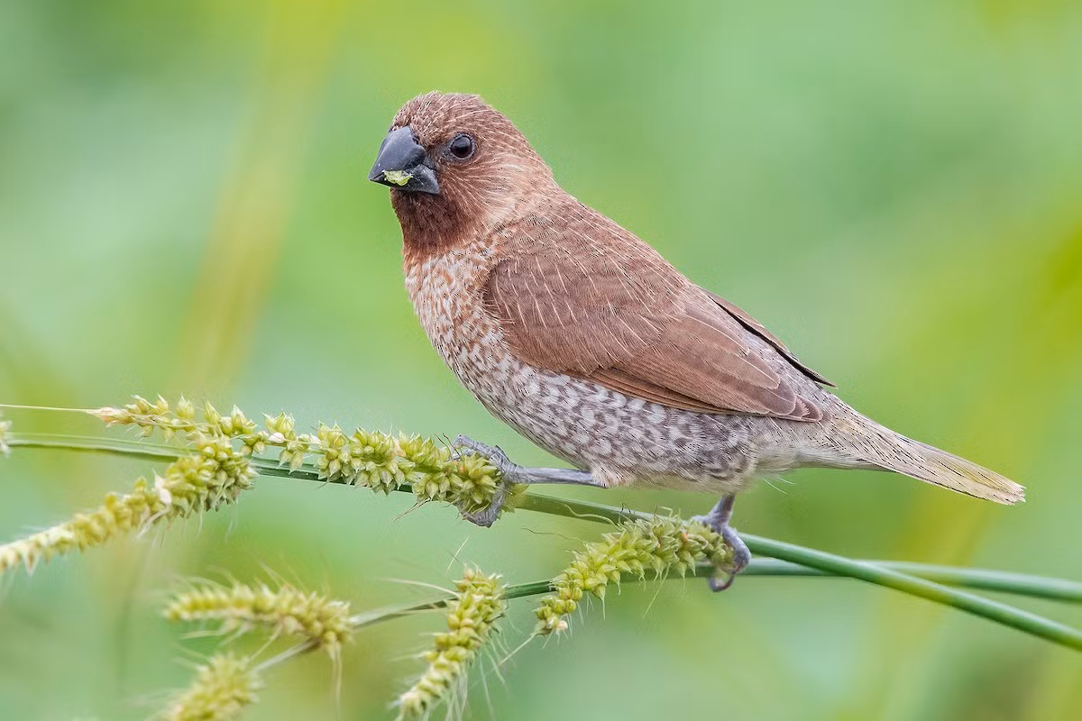 Chim di đá (Lonchura punctulata) dài 12 cm, phổ biến ở khu vực Nam Á và Đông Nam Á. Chim trống và chim mái của loài này rất khó phân biệt do giống nhau về hình thái bên ngoài.