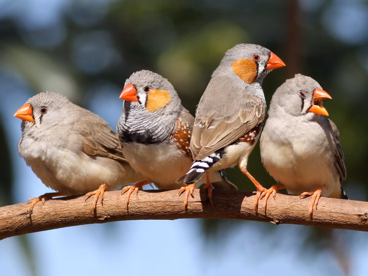  Chim di vằn (Taeniopygia guttata) dài 10 cm, là loài chim bản địa ở các vùng khí hậu khô của Australia. Sinh trưởng tốt trong môi trường nhân tạo, chúng đã trở thành một loài chim cảnh phổ biến trên thế giới. Ảnh: eBird.