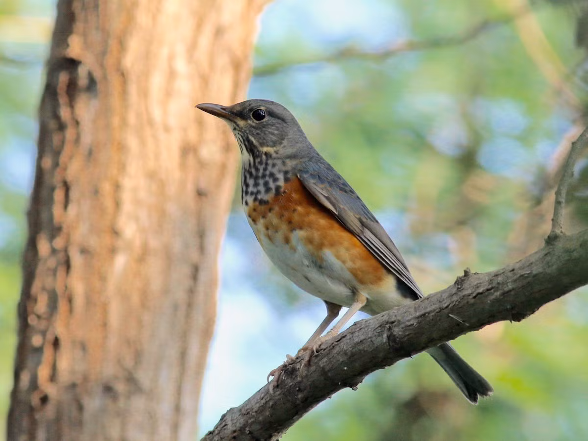  Hoét lưng xám (Turdus hortulorum) dài 23-24 cm, là loài di cư không phổ biến qua Đông Bắc, trú đông tương đối phổ biến tại Đông Bắc, Bắc Trung Bộ (có thể gặp ở VQG Cúc Phương, Xuân Thủy, khu BTTN Nghĩa Hưng trong mùa di cư). Sinh cảnh của chúng là rừng lá rộng thường xanh, rừng thứ sinh, rừng trống trải, vườn trồng trong mùa di cư. Ảnh: eBird.