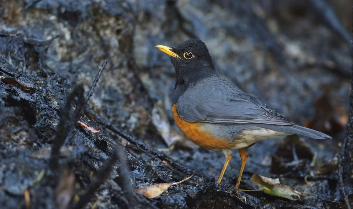 Hoét ngực đen (Turdus dissimilis) dài 22-24 cm, là loài định cư hiếm tại Tây Bắc, di cư, trú đông tương đối hiếm tại Đông Bắc và Bắc Trung Bộ. Chúng sống ở rừng lá kim, rừng lá rộng thường xanh, rừng thứ sinh.