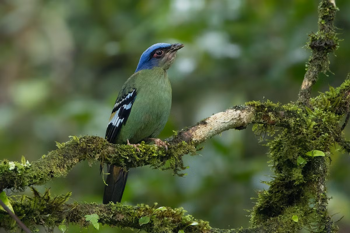 Cô cô xanh (Cochoa viridis) dài 27-29 cm, là loài định cư, tương đối hiếm tại Tây Bắc, Đông Bắc và Trung Bộ (VQG Hoàng Liên Sa Pa, Tam Đảo, Cúc Phương). Chúng sống ở rừng lá rộng thường xanh, độ cao 700-2.600 mét.