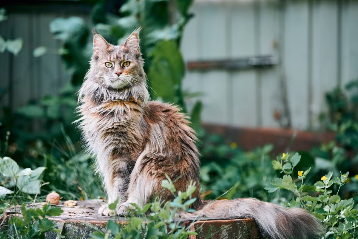  1. Mèo Maine coon. Trọng lượng trung bình: 5-11 kg. Chiều cao trung bình: 25-41 cm.