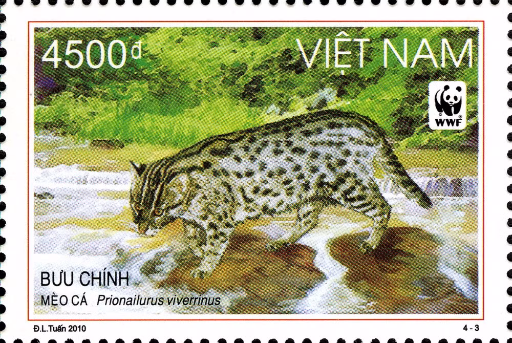 Ở Việt Nam có một loài mèo rất giỏi bơi lội và bắt cá. Đó là mèo cá (tên khoa học Prionailurus viverrinus), một loài mèo hoang dã cỡ vừa trong họ Mèo.