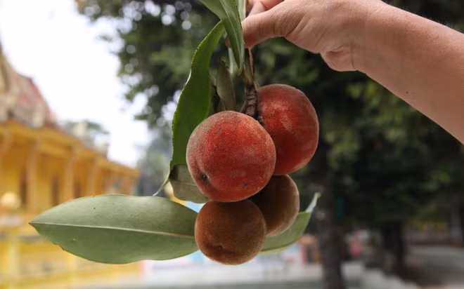 Viet Nam co loai qua la nhu ket hop giua dao, hong va vu sua-Hinh-3