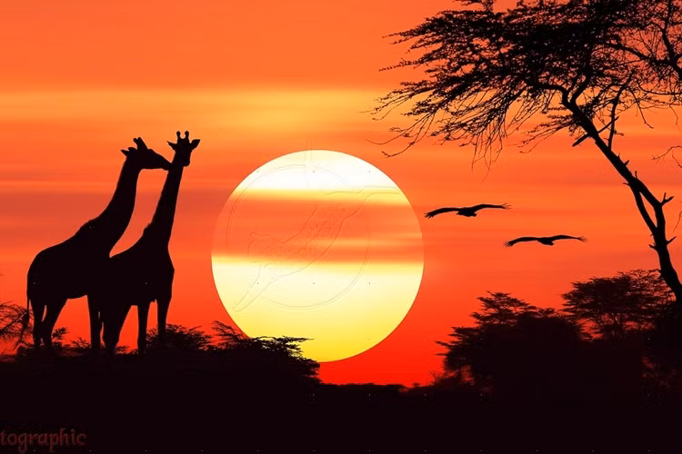 Hoàng hôn ở Khu bảo tồn thiên nhiên quốc gia Maasai Mara, Kenya.