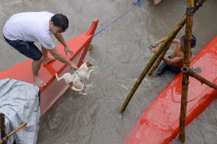 Cư dân cứu được một con chó bị nước cuốn trôi ở ngoại ô Manila.