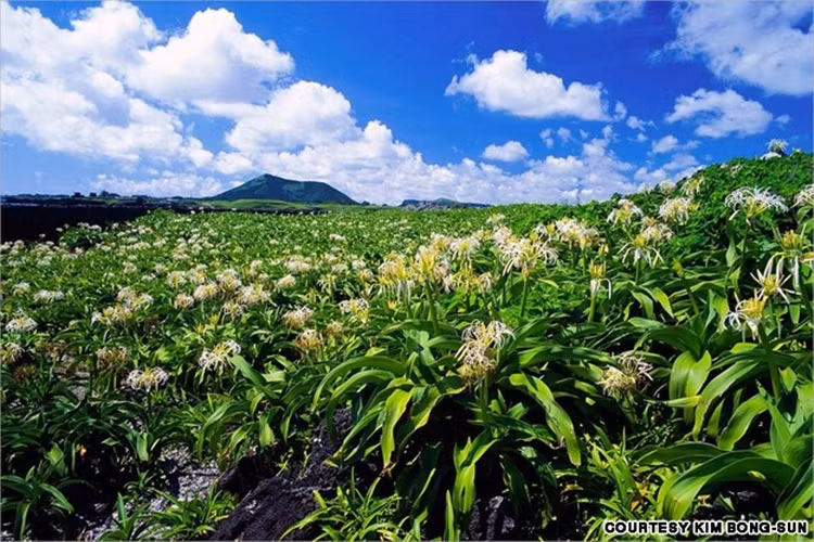 Tokkiseom: Còn được gọi là Đảo Thỏ ở ngoài khơi Jeju.