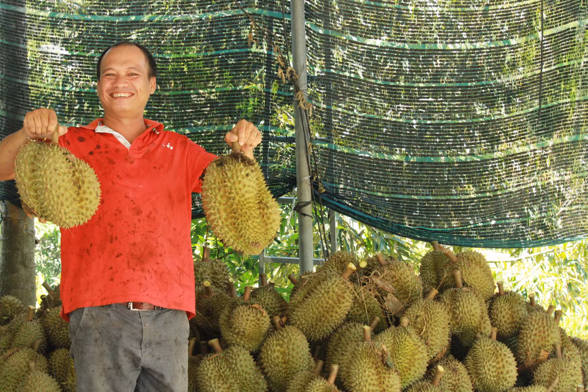 Dan vung trong “cay tien ty” vui vi trung gia sau rieng tang vot