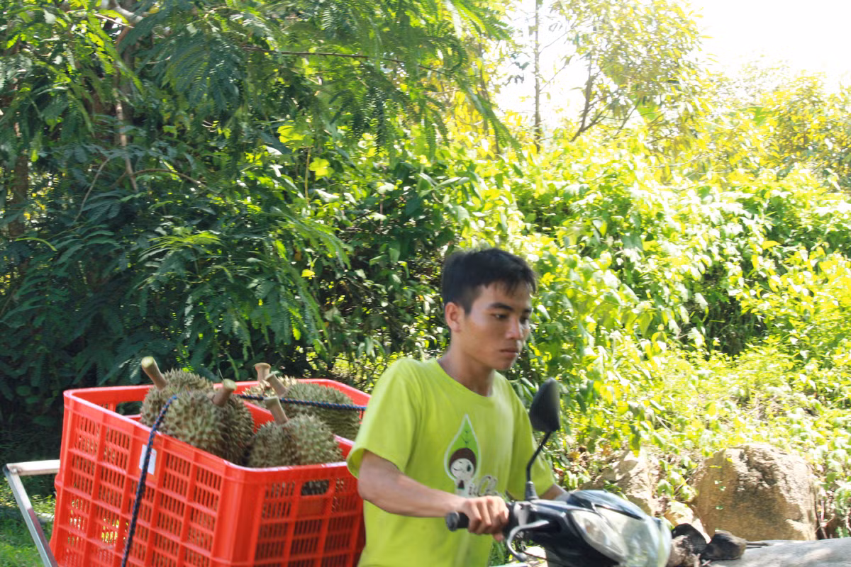 Dan vung trong “cay tien ty” vui vi trung gia sau rieng tang vot-Hinh-2
