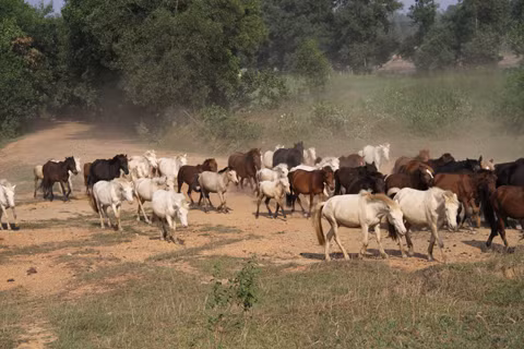 Su khac nhau thu vi giua ngua mini va ngua Pony