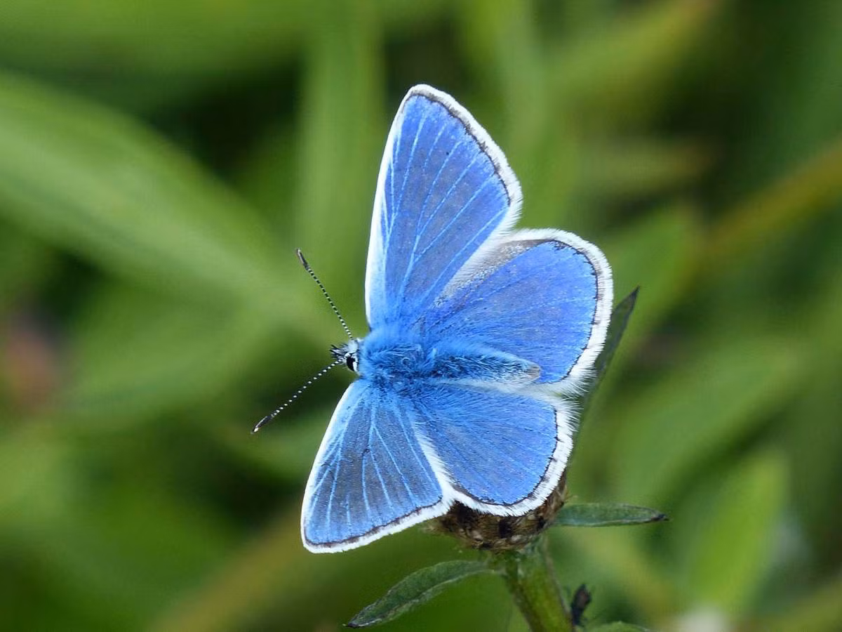  Palos Verdes Blue: Đây là một loài bướm nhỏ có nguy cơ tuyệt chủng cao. Palos Verdes Blue chỉ xuất hiện ở bán đảo Palos Verdes (Mỹ) nên hiếm người được tận mắt chiêm ngưỡng nó. Các nhà khoa học nghĩ loài này đã hoàn toàn biến mất vào năm 1983 khi khu vực sống của nó (thuộc công viên Rancho Palos Verdes) bị san bằng. Hiện tại, chỉ còn khoảng 200 cá thể Palos Verdes Blue trong tự nhiên. Ảnh: Joel Sarton.