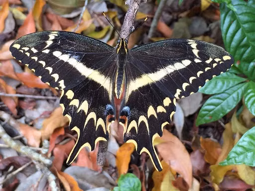  Schaus Swallowtail: Có thời điểm, Schaus Swallowtail được xem là loài bướm hiếm nhất Florida (Mỹ) khi chỉ còn khoảng vài trăm con. Tuy nhiên, những nỗ lực bảo tồn đã khiến số cá thể bướm hiện tại dao động khoảng 800-1.200 con. Đặc điểm dễ nhận thấy của chúng là phần trên cánh có màu nâu đen với dải trắng, vàng ở giữa. Sải cánh của chúng dài khoảng 9,2-11,8 cm. Ảnh: Observer.