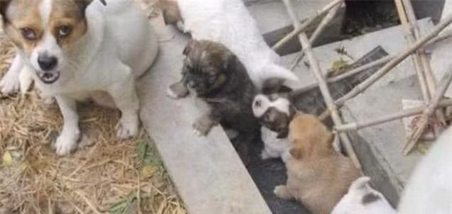 Thấy chó lang thang liên tục chắp 2 chân trước, bất ngờ sự thật phía sau - Hình 2 Thay cho lang thang lien tuc chap 2 chan truoc, bat ngo su that phia sau-Hinh-2