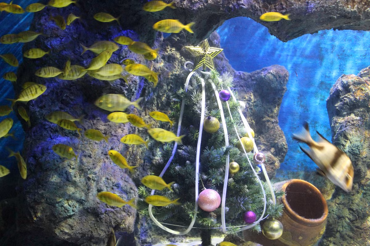 Man trinh dien duoi nuoc dac biet cua ong gia Noel o Nha Trang-Hinh-4