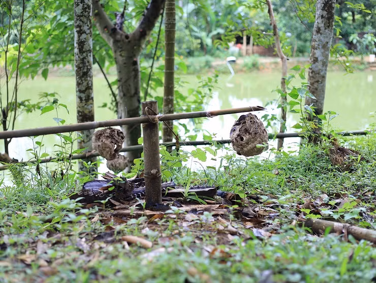 9x Phú Thọ thu về hàng chục triệu đồng nhờ nghề lạ ảnh 1 9x Phú Thọ thu về hàng chục triệu đồng nhờ nghề lạ ảnh 1