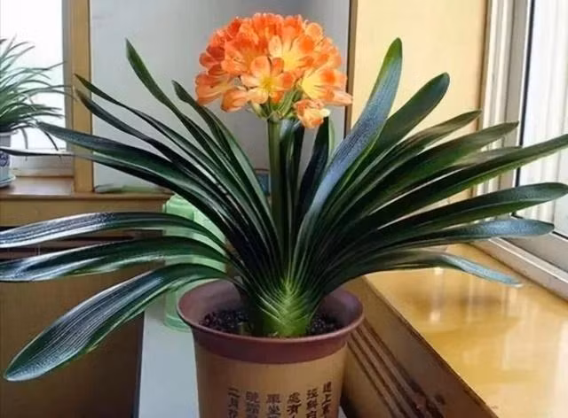 5 loai hoa menh danh 'cay phu quy', trong cang nhieu tien cang vao