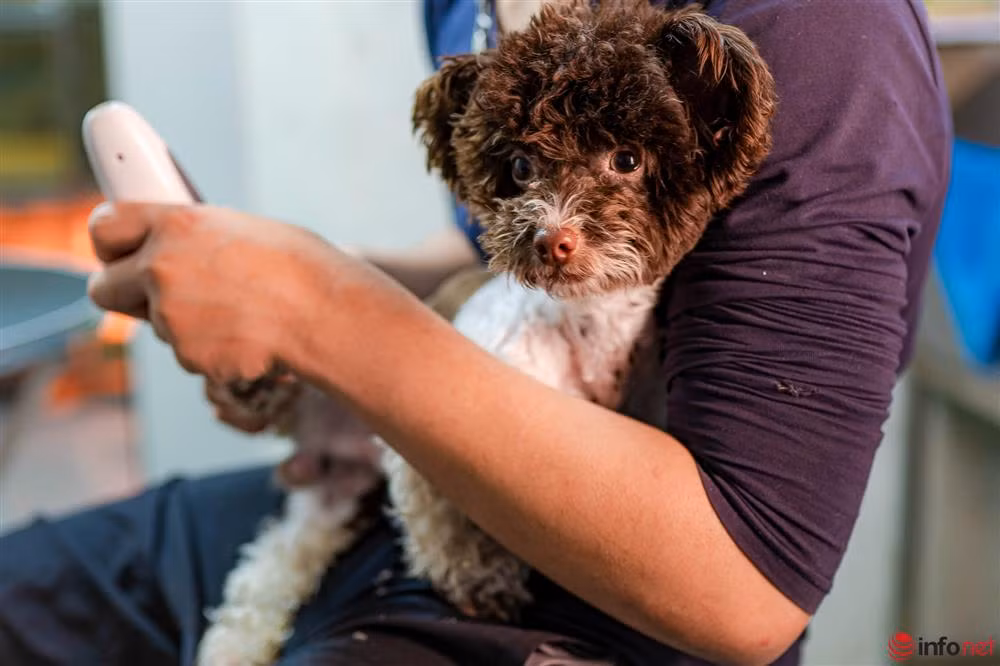 Chàng trai nuôi chó Poodle nổi tiếng Hà thành thu nhập trăm triệu - Hình 10 Chang trai nuoi cho Poodle noi tieng Ha thanh thu nhap tram trieu-Hinh-10
