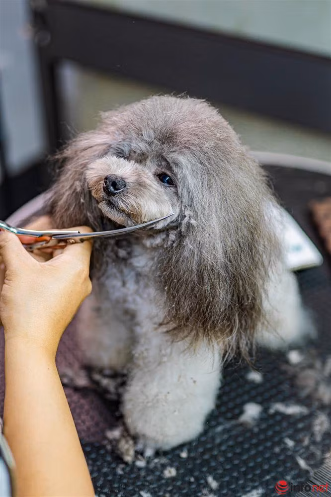 Chàng trai nuôi chó Poodle nổi tiếng Hà thành thu nhập trăm triệu - Hình 7 Chang trai nuoi cho Poodle noi tieng Ha thanh thu nhap tram trieu-Hinh-7