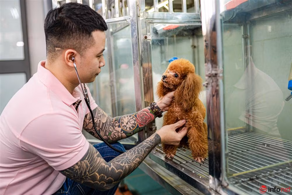 Chàng trai nuôi chó Poodle nổi tiếng Hà thành thu nhập trăm triệu - Hình 6 Chang trai nuoi cho Poodle noi tieng Ha thanh thu nhap tram trieu-Hinh-6
