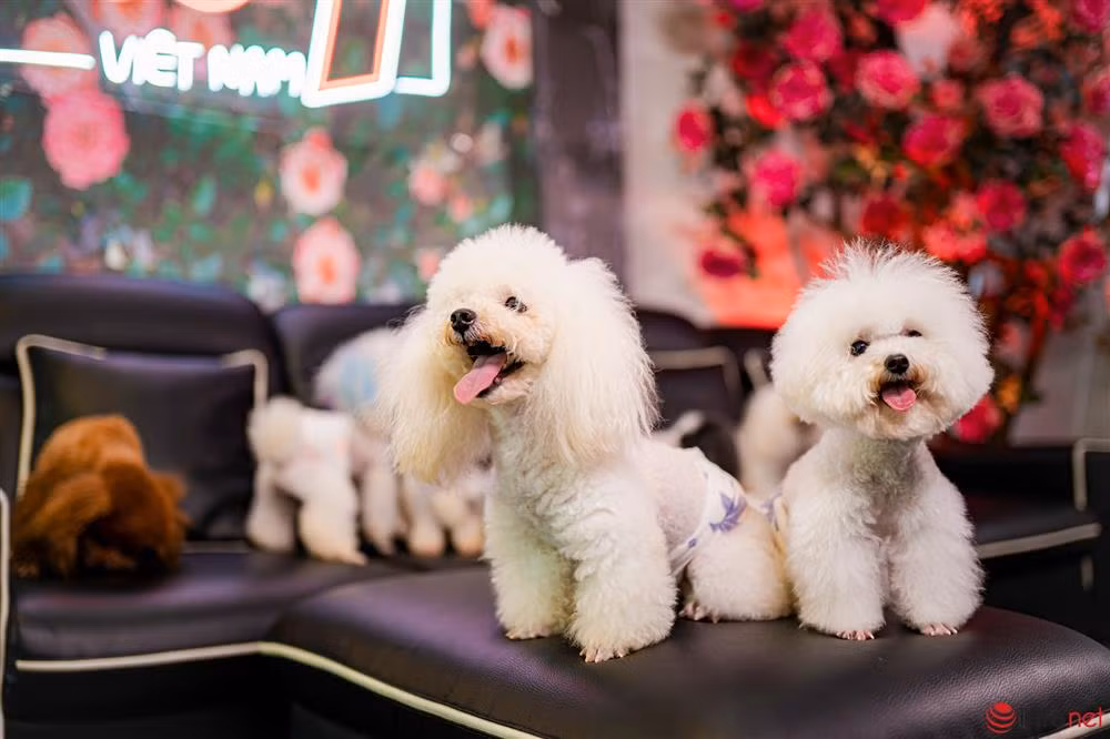 Chàng trai nuôi chó Poodle nổi tiếng Hà thành thu nhập trăm triệu - Hình 2 Chang trai nuoi cho Poodle noi tieng Ha thanh thu nhap tram trieu-Hinh-2