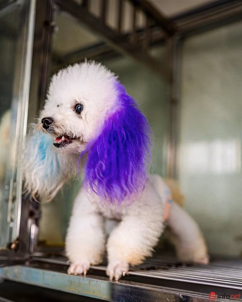 Chàng trai nuôi chó Poodle nổi tiếng Hà thành thu nhập trăm triệu - Hình 8 Chang trai nuoi cho Poodle noi tieng Ha thanh thu nhap tram trieu-Hinh-8