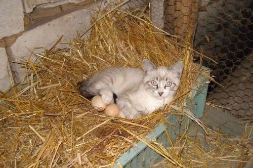 Các bạn đã thấy mèo ấp trứng bao giờ chưa?
