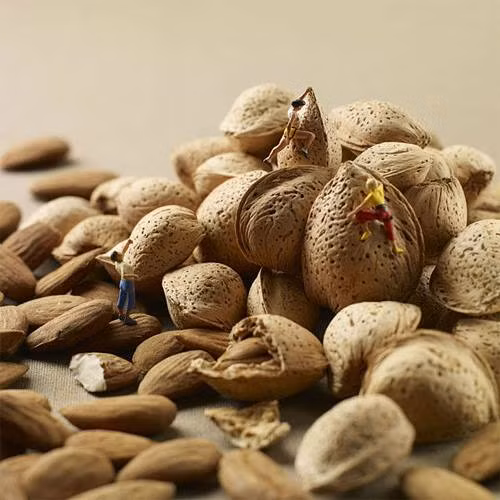 Hạnh nhân hóa núi Thái Sơn