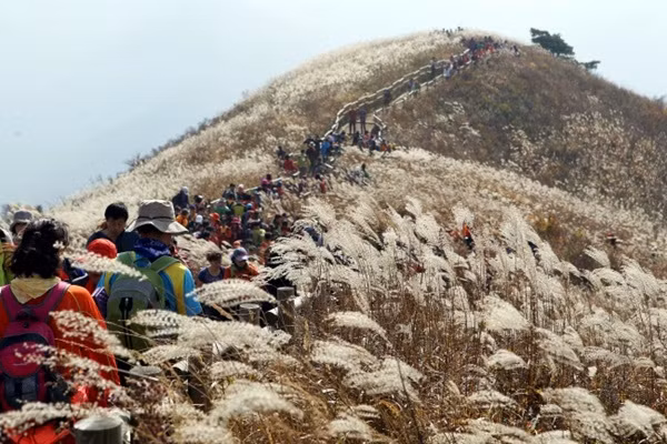 Cuối tháng 10, vào mỗi mùa hoa nở rộ, trong tiết thu se lạnh, chính quyền thành phố Seoul sẽ tổ chức lễ hội hoa lau kéo dài trong 9 ngày tại công viên Bầu trời (Sky) nằm trong khu công viên World Cup, tại phường Sangam để người dân và các khách du lịch có thể đến đây và chiêm ngưỡng vẻ đẹp bất tận của cánh đồng.