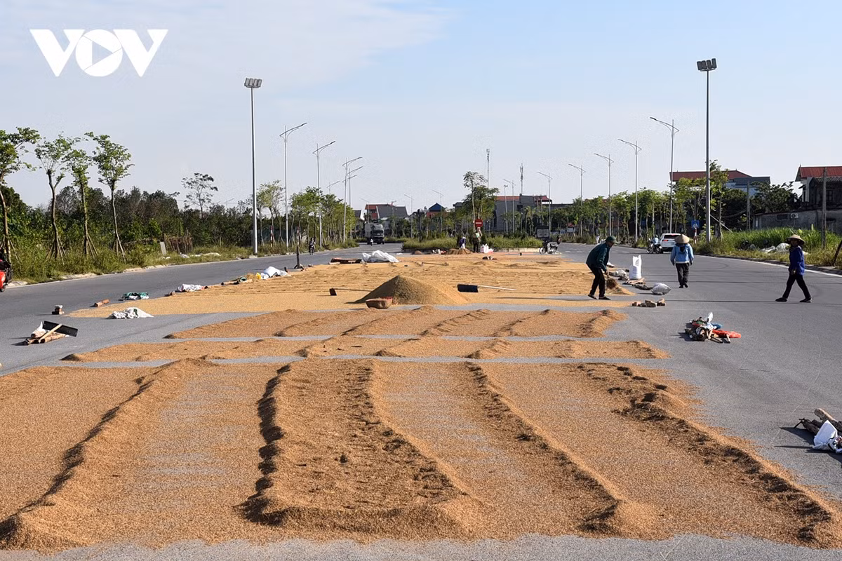 Nông dân phơi thóc bị úng nước lâu ngày.
