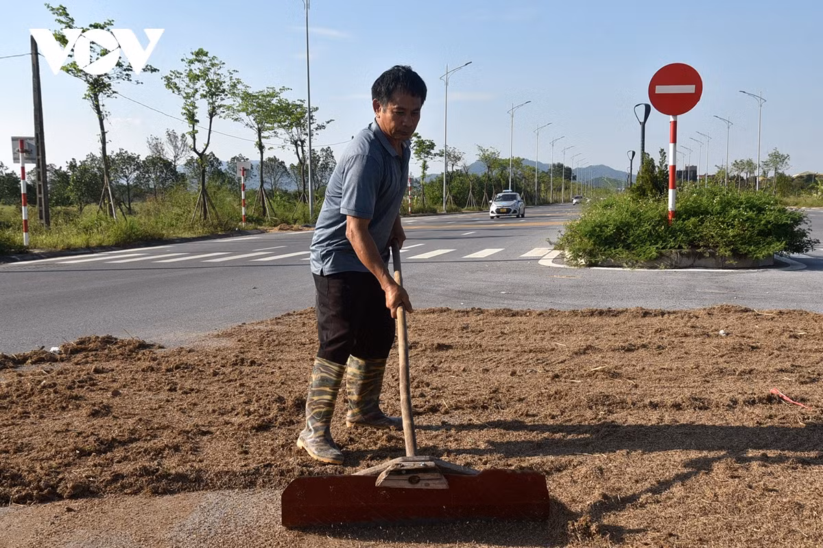 Hơn 20 mẫu lúa đến kỳ thu hoạch nhưng đến thời điểm này thu hoạch mới được 5-7 sào toàn thóc thối thóc mầm về chăn nuôi. Ngập úng lúa đổ chết hết không làm gì được
